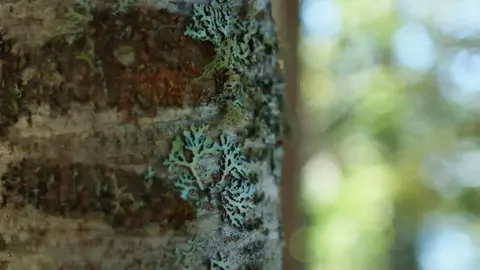 Lichen growing on tree bark