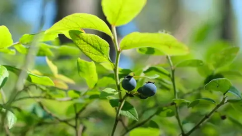 Wild blueberries
